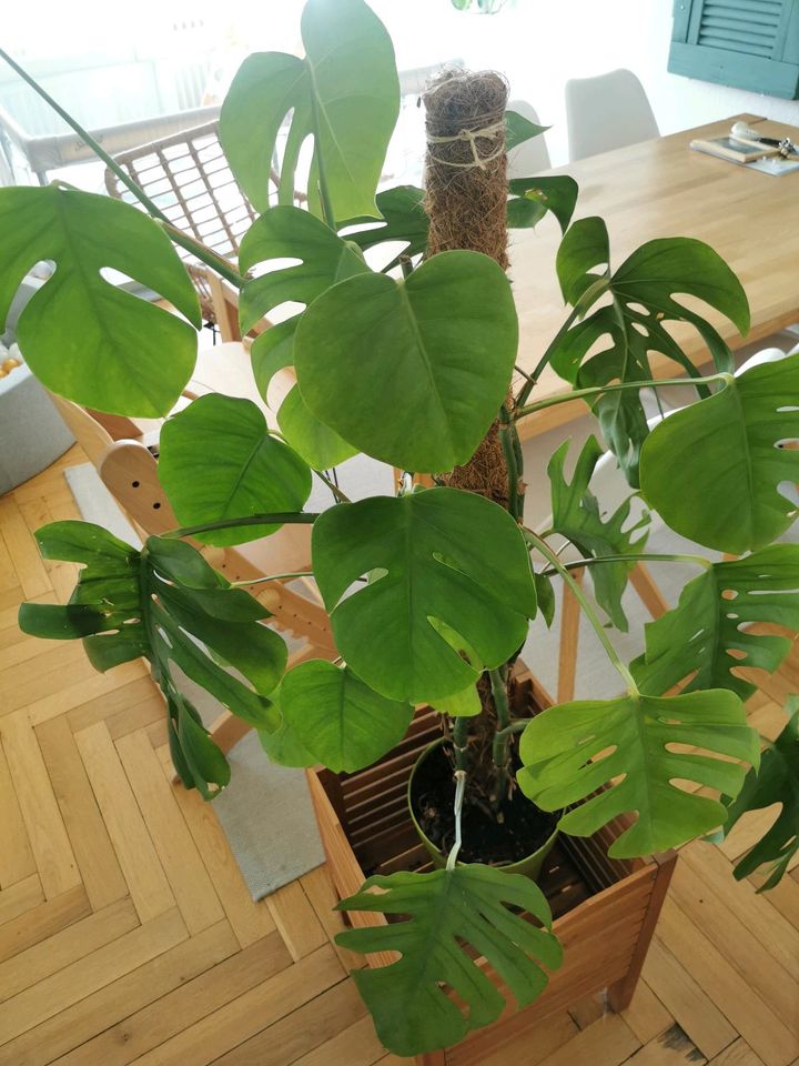 Schöne Monstera ca 130 cm in Karlsruhe