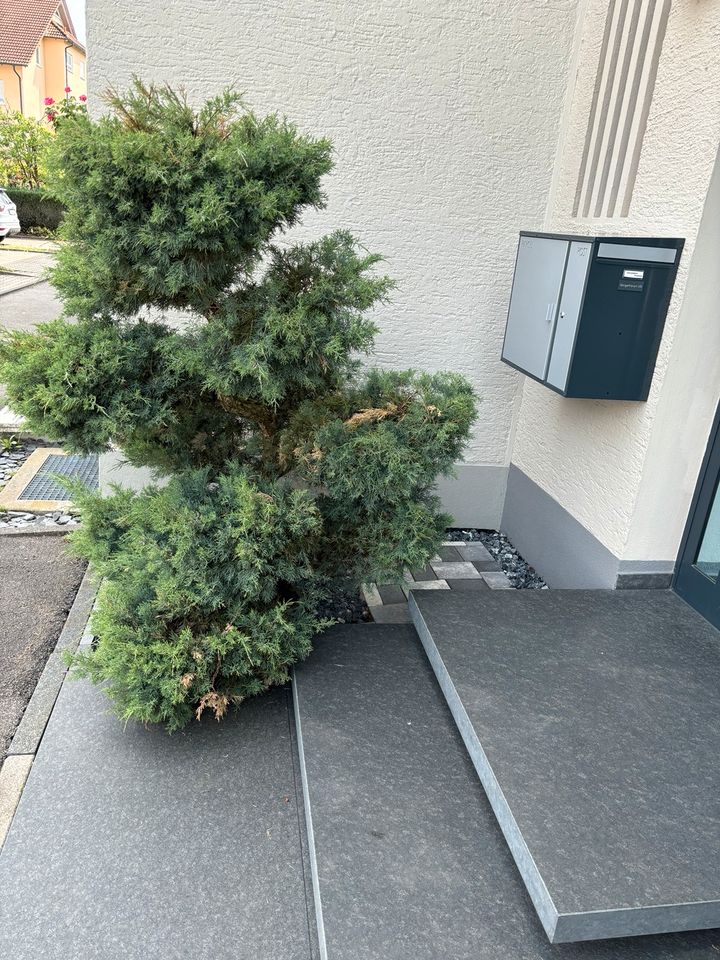 Bonsai Baum zuschneiden. in Rielasingen-Worblingen
