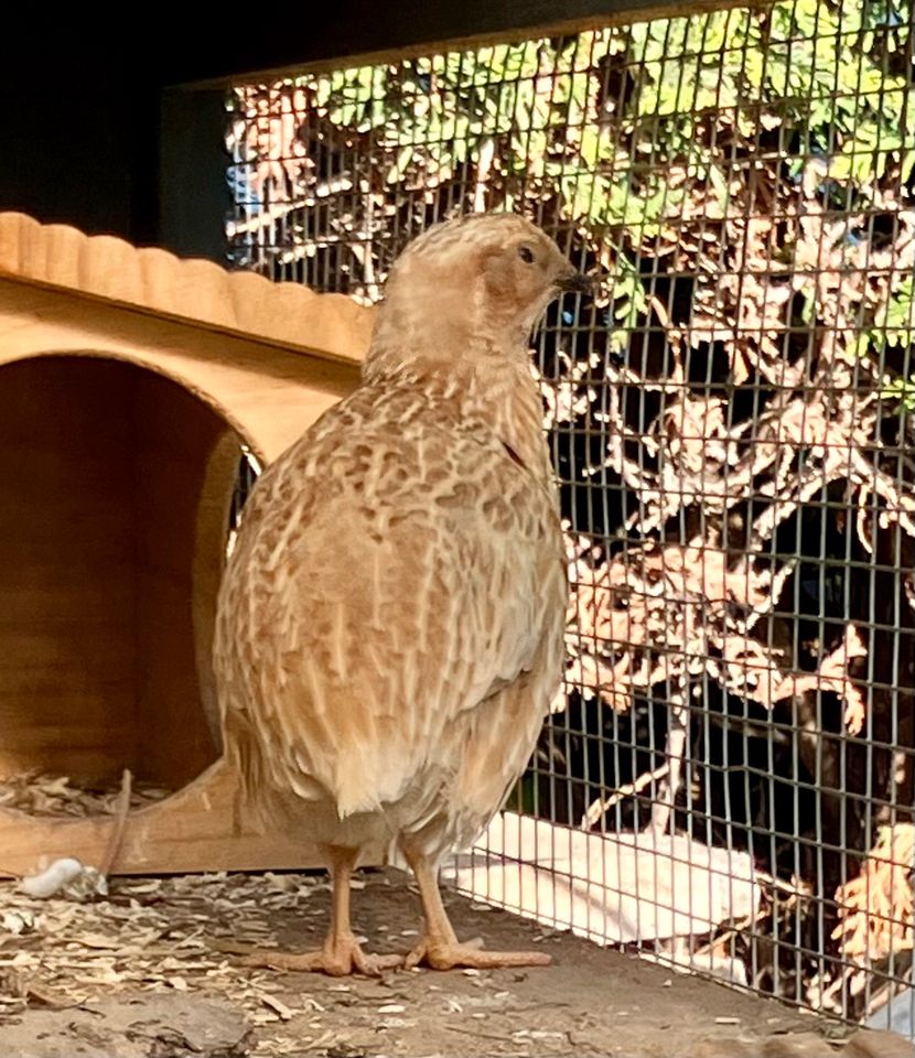 Wachtelhahn, 10Wochen in Erfurt