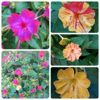 Wunderblume  - Mirabilis jalapa (bunt) je 100 Stück 1,- € aus '23 Niedersachsen - Oldenburg Vorschau