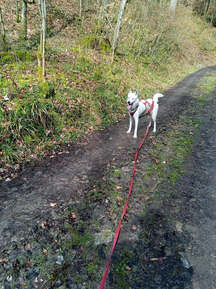 Husky Rüde in Forchtenberg