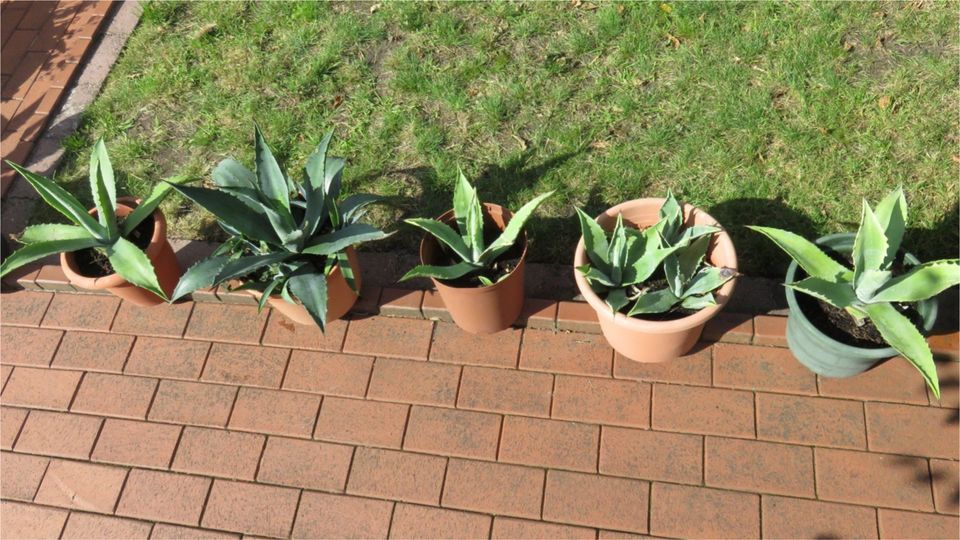 Agave Kaktus mit Topf in Wildeshausen