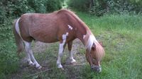 Reitbeteiligung/ Pony zur Verfügung Bayern - Schrobenhausen Vorschau