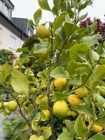 Xl  Zitronenbaum mit Früchten, Baum   Garten. Pflanzen Rheinland-Pfalz - Budenheim Vorschau