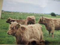 weibliche und männliche highland-cattle aus 2022 u 2023 abzugeben Schleswig-Holstein - Neuenbrook Vorschau