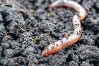 Regenwürmer aus Kompost gesucht Brandenburg - Rathenow Vorschau