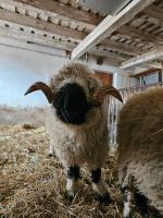 Walliser Schwarznasenschaf Bock zum Ausleihen Baden-Württemberg - Dornstadt Vorschau