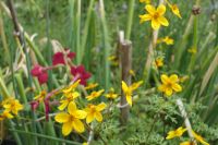 Zweizahn Goldmarie (Bidens) Baden-Württemberg - Renningen Vorschau