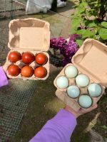 Frische Bio Eier zum Essen von glücklichen Hühnern Aachen - Aachen-Mitte Vorschau