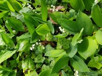 Maiglöckchen Waldmeister blaublühendes Immergrün Berlin - Biesdorf Vorschau