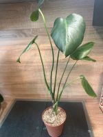 3x Pflanze Monstera Deliciosa Niedersachsen - Laatzen Vorschau