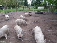 Minischweine Schwein Hobbyhaltung Niedersachsen - Walsrode Vorschau