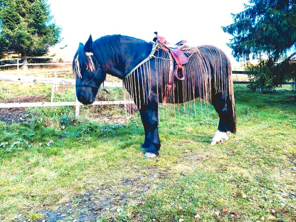 Fliegenausreitedecke Fransen System XXL bis Minimi Pony in Mauth