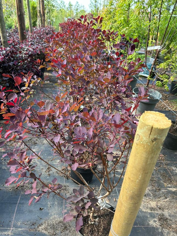 Roter Perückenstrauch /Cotinus coggygria Royal Purple / Höhe 60cm in Bocholt