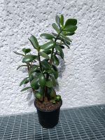 Geldbaum, Ovales Dickblatt (Crassula ovata) Berlin - Tempelhof Vorschau