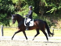 Mobiler Reitunterricht Und Beritt Baden-Württemberg - Rosenfeld Vorschau