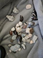 Muscheln Nordsee Sachsen-Anhalt - Magdeburg Vorschau