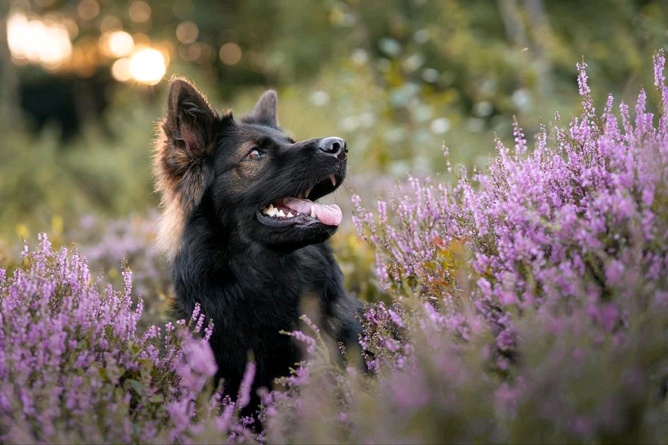 Professionelle Hunde und Pferde Fotografie in Haiger