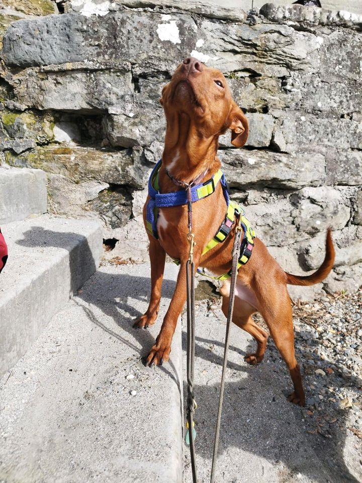 CHILLI Podenco Rüde Tierschutz Hund in Sigmaringen