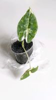 Alocasia Frydek variegata - Baby Baden-Württemberg - Karlsruhe Vorschau