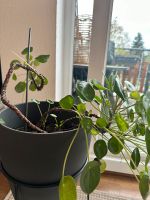 Pilea Ufo Pflanze Köln - Bayenthal Vorschau