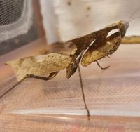 Deroplatys desiccata - Mantis, Mantide, Gottesanbeterin Sachsen - Wechselburg Vorschau