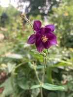 Akkelei Jungpflanzen violette Baden-Württemberg - Malsch Vorschau