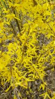 Forsythien Blühstrauch Busch Absenker Setzling Frühlingsblüher Niedersachsen - Uelzen Vorschau