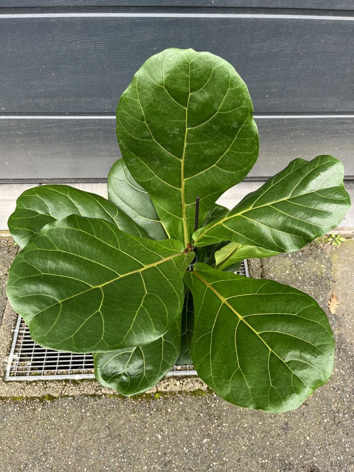 Geigenfeige / Ficus Lyrata - ca. 70cm groß in Hannover