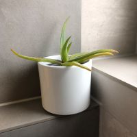 Aloe Vera (Pflanze) Baden-Württemberg - Korb Vorschau