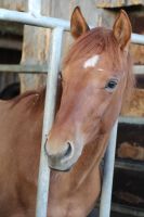 Red dun Quarter Horse Stute, Jährling Bayern - Offenhausen Vorschau