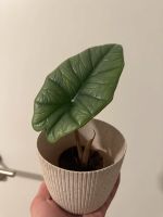 Alocasia Platinum Babypflanzen Thüringen - Artern/Unstrut Vorschau