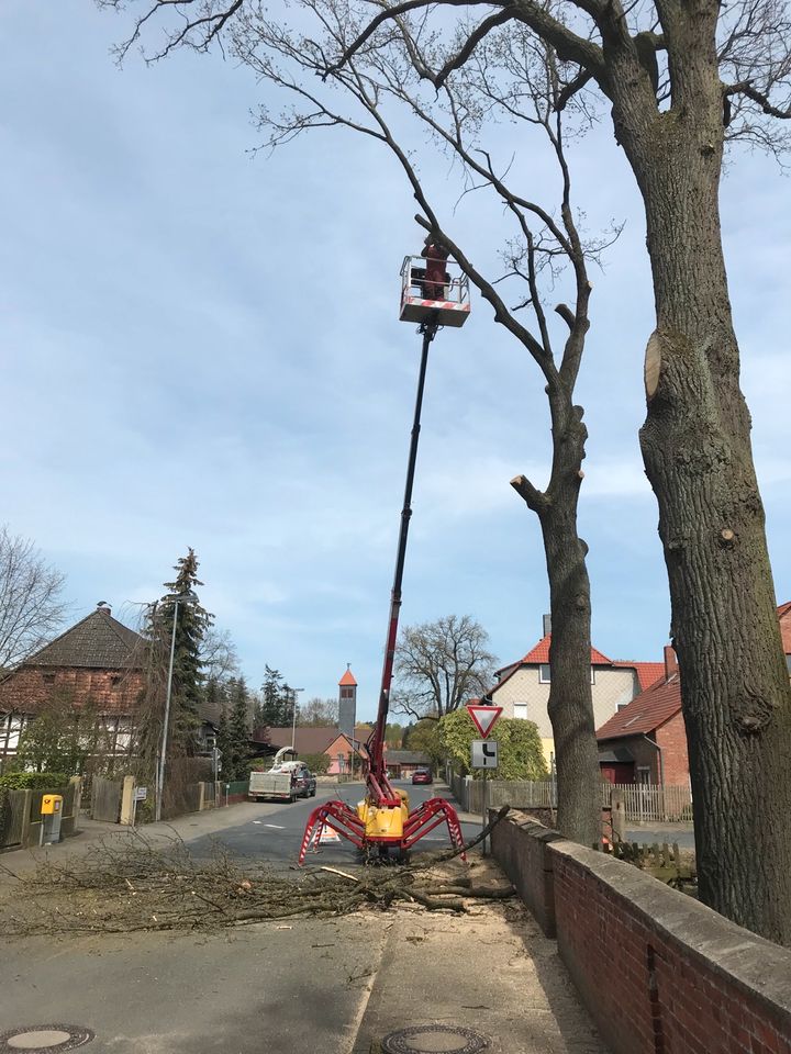 Baumfällung,Erdarbeiten, Wurzelfräsung,Rollrasen,Strauchschnitt, in Königslutter am Elm