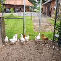 Hühner zu verkaufen Niedersachsen - Pennigsehl Vorschau