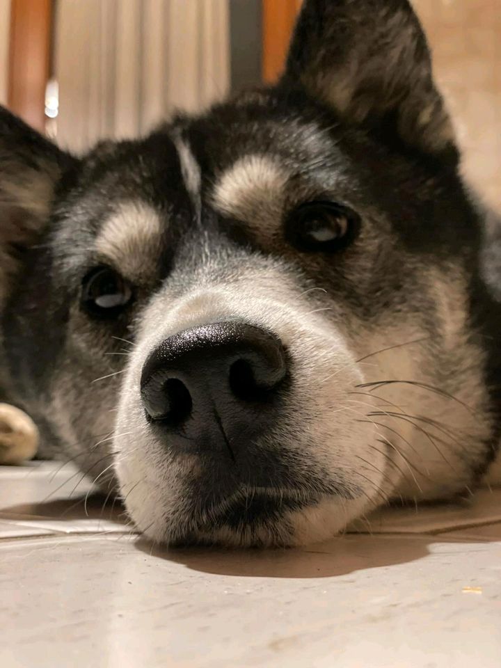 DOLCE Sibirian Husky Notfall Pflegestelle Hündin Tierschutz Hund in Neuberg