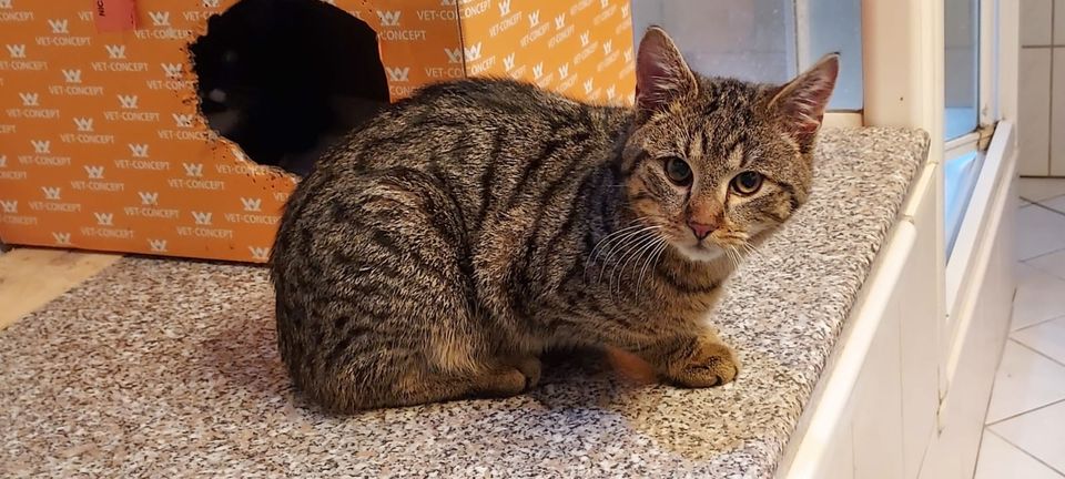 Wo ist unser Kater RAMI ? in Fritzlar