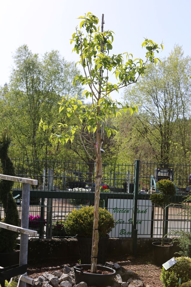 Sieben Söhne des Himmels Heptacodium in Dietzhölztal