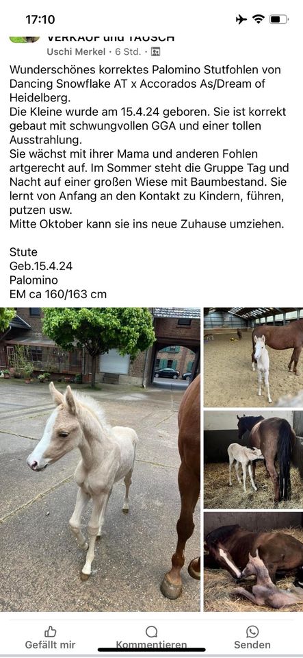 Reitpony Hengst - geb 03/24 - Dunkelfuchs in Zülpich