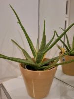 Aloe Vera Pflanzen Leipzig - Eutritzsch Vorschau