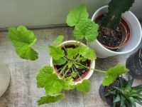 Kleine Kakteen - Tolmiea menziesii (Huckepackpflanze) - Grünlilie Niedersachsen - Springe Vorschau