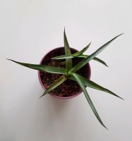 Zimmerpflanze pflegeleicht Agave mit Übertopf München - Laim Vorschau