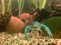 Blauer Floridakrebs, Procambarus alleni Bayern - Kissing Vorschau