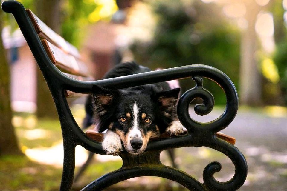 Professionelle Hunde und Pferde Fotografie in Haiger