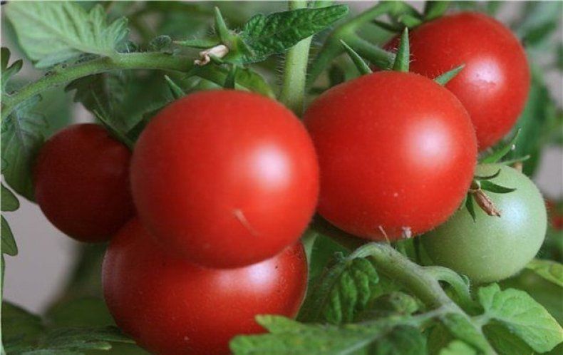 Tomatensamen  Teil 4 № 61-74 beste Tomatensamen und Sorten in Kleinheubach