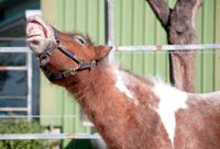 Ponyverleih/ Ponyausritt Niedersachsen - Bissendorf Vorschau