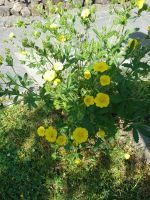 Potentilla Niedersachsen - Lengede Vorschau