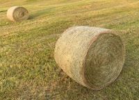 Heu Rundballen Futter Pferde Rinder Kühe Top Qualität! Hessen - Stadtallendorf Vorschau