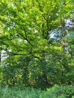 Suche Waldfläche in Haselbachtal und Umgebung Ackerland Forst Sachsen - Haselbachtal Vorschau