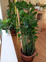 Glücksfeder, große Zimmerpflanze, Zamioculcas zamiifolia Bayern - Gilching Vorschau