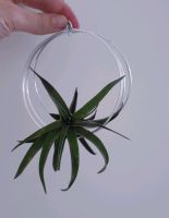 Luftpflanze Airplant mit Wandhalter Schleswig-Holstein - Schuby Vorschau